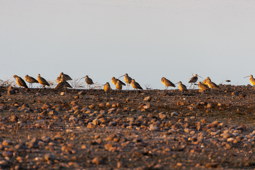 iNaturalist observation photo of Long-billed Curlew