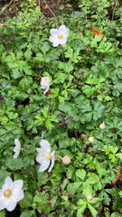 Anemonoides sylvestris