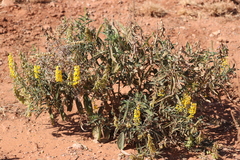 Crotalaria novae-hollandiae