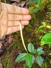 Peperomia tenuipes