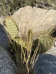 Opuntia chlorotica