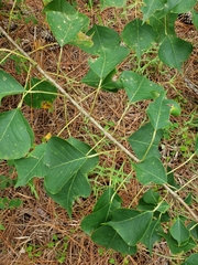 Triadica sebifera image