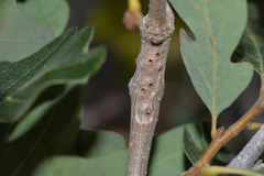 Neuroterus virgens