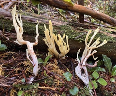 Ramaria conjunctipes