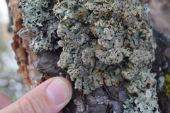 Hypogymnia austerodes