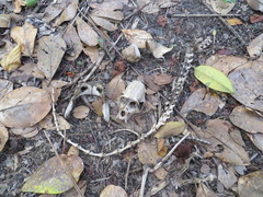 Alouatta macconnelli