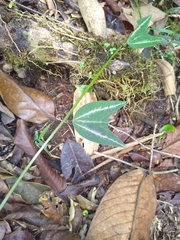 Passiflora chelidonea
