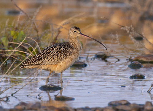 iNaturalist observation photo of Long-billed Curlew