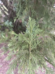 Cupressus × leylandii