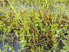 Galium palustre palustre