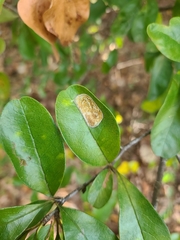 Parectopa bumeliella