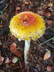Amanita muscaria guessowii