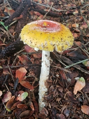 Amanita muscaria guessowii