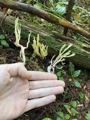 Ramaria conjunctipes