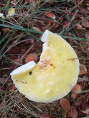 Amanita muscaria guessowii