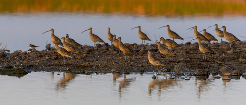 iNaturalist observation photo of Long-billed Curlew