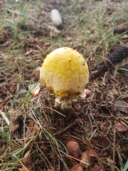 Amanita muscaria guessowii