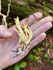 Ramaria conjunctipes