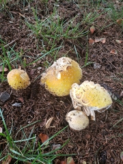 Amanita muscaria guessowii