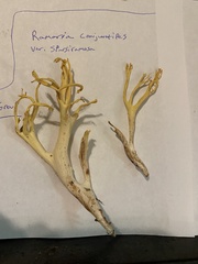 Ramaria conjunctipes