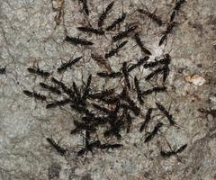 Leptogenys intermedia