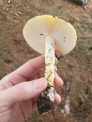 Amanita muscaria guessowii
