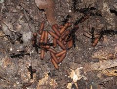 Leptogenys intermedia