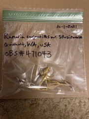 Ramaria conjunctipes