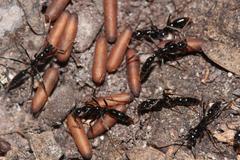 Leptogenys intermedia