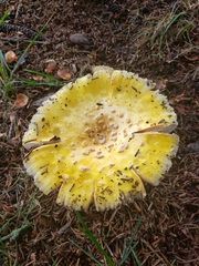 Amanita muscaria guessowii