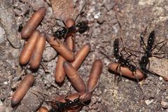 Leptogenys intermedia