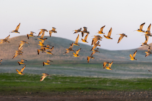 iNaturalist observation photo of Long-billed Curlew