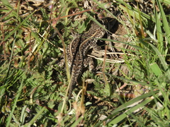 Liolaemus wiegmannii