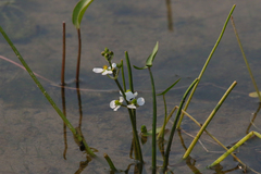 Sagittaria cuneata