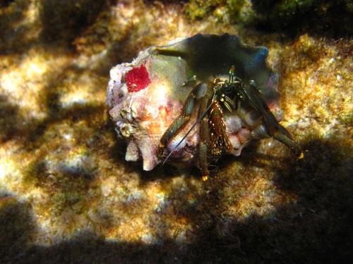 Clibanarius virescens