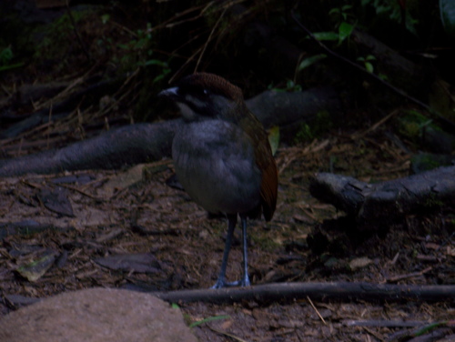Jocotoco Antpitta (Grallaria ridgelyi), photo 10