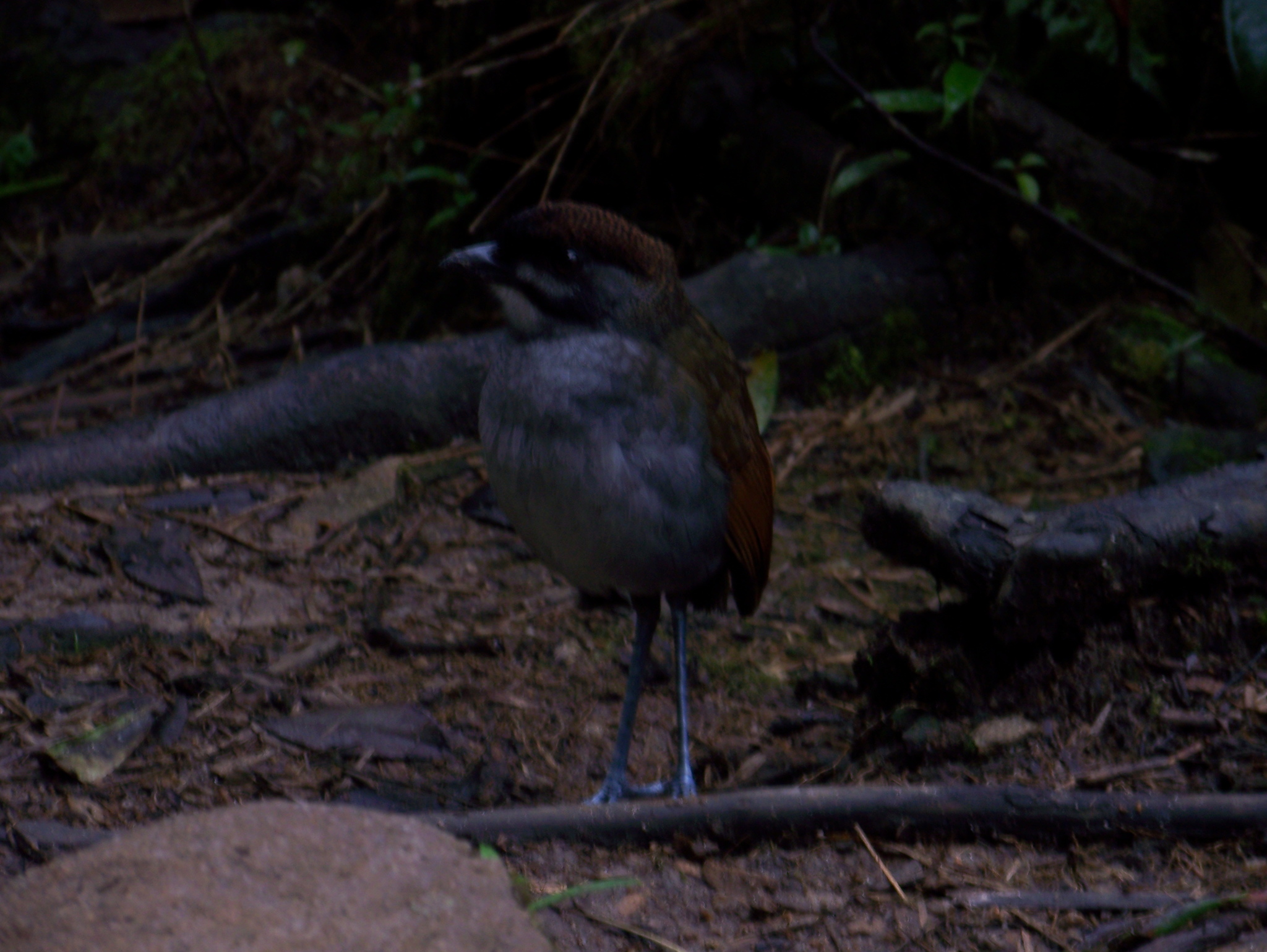 Jocotoco Antpitta (Grallaria ridgelyi), photo 5