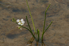 Sagittaria cuneata