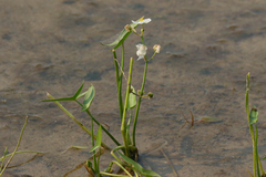 Sagittaria cuneata