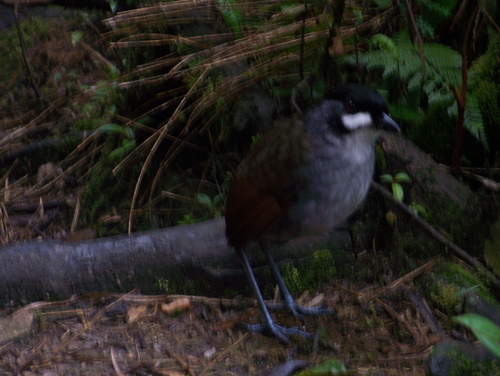 Jocotoco Antpitta (Grallaria ridgelyi), photo 8