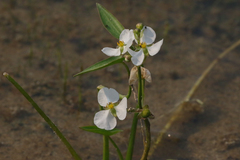 Sagittaria cuneata