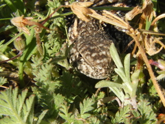 Liolaemus wiegmannii