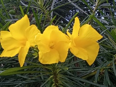 Cascabela thevetioides