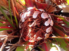 Protea caespitosa
