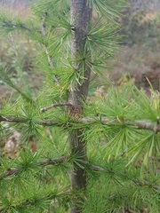 Larix laricina image