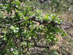Condalia correllii