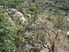 Condalia correllii