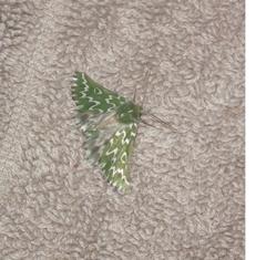 Drepanogynis bifasciata