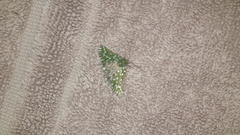 Drepanogynis bifasciata