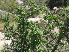 Condalia correllii